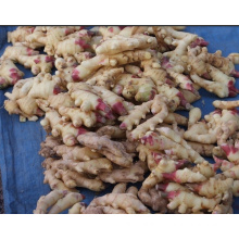 Cheap Ginger Bulk Fresh Chinese Ginger